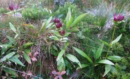 Image of Gentiana purpurea L.