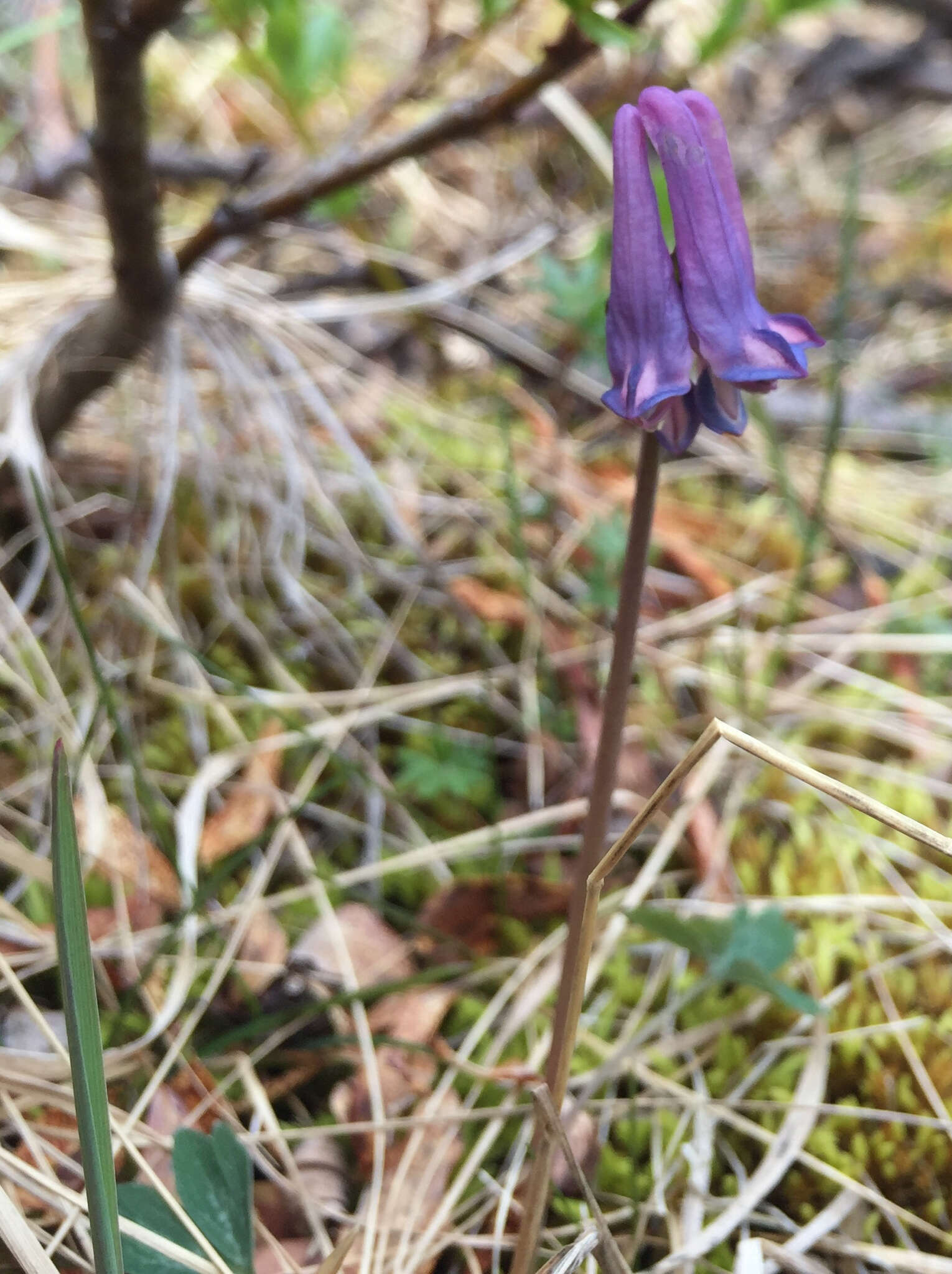 Imagem de Corydalis pauciflora (Willd.) Pers.