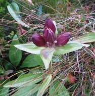 Image of Gentiana purpurea L.