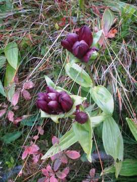 Image de Gentiane Pourpre