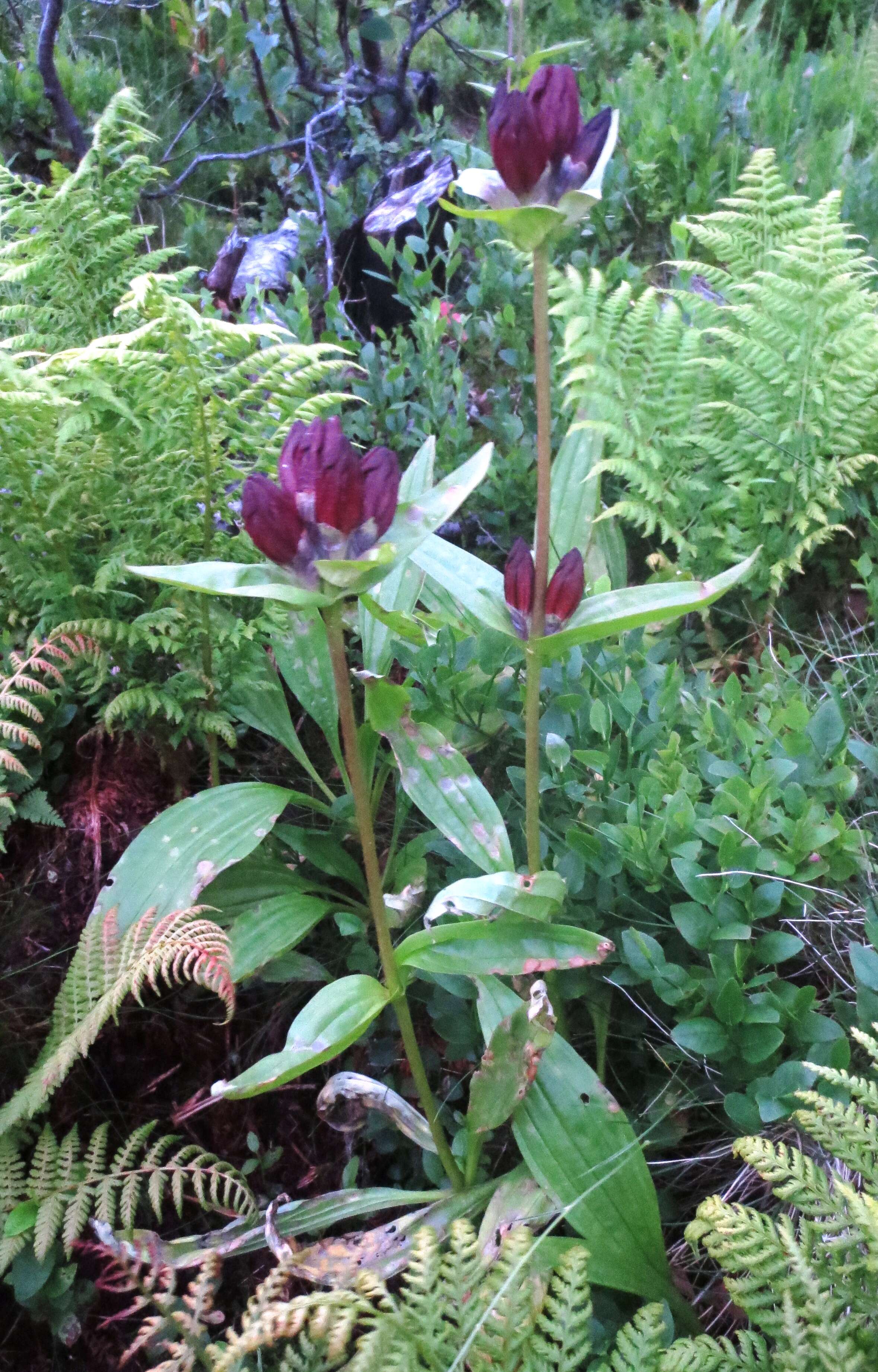 Image of Gentiana purpurea L.