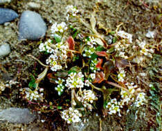 Image of Cochlearia groenlandica L.