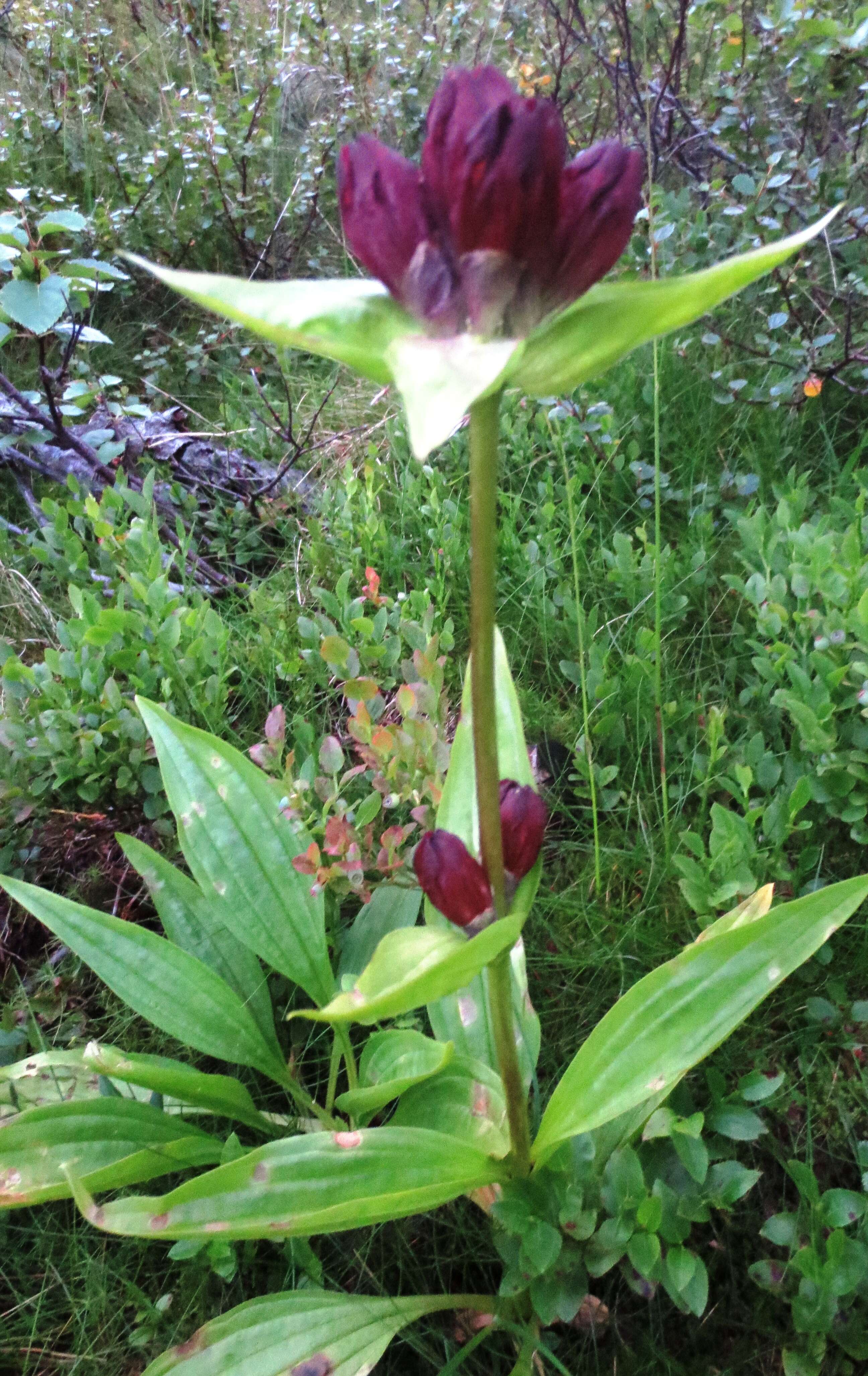 Image de Gentiane Pourpre