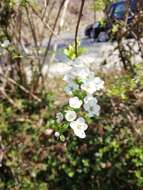 Image de Spiraea thunbergii Sieb. ex Bl.