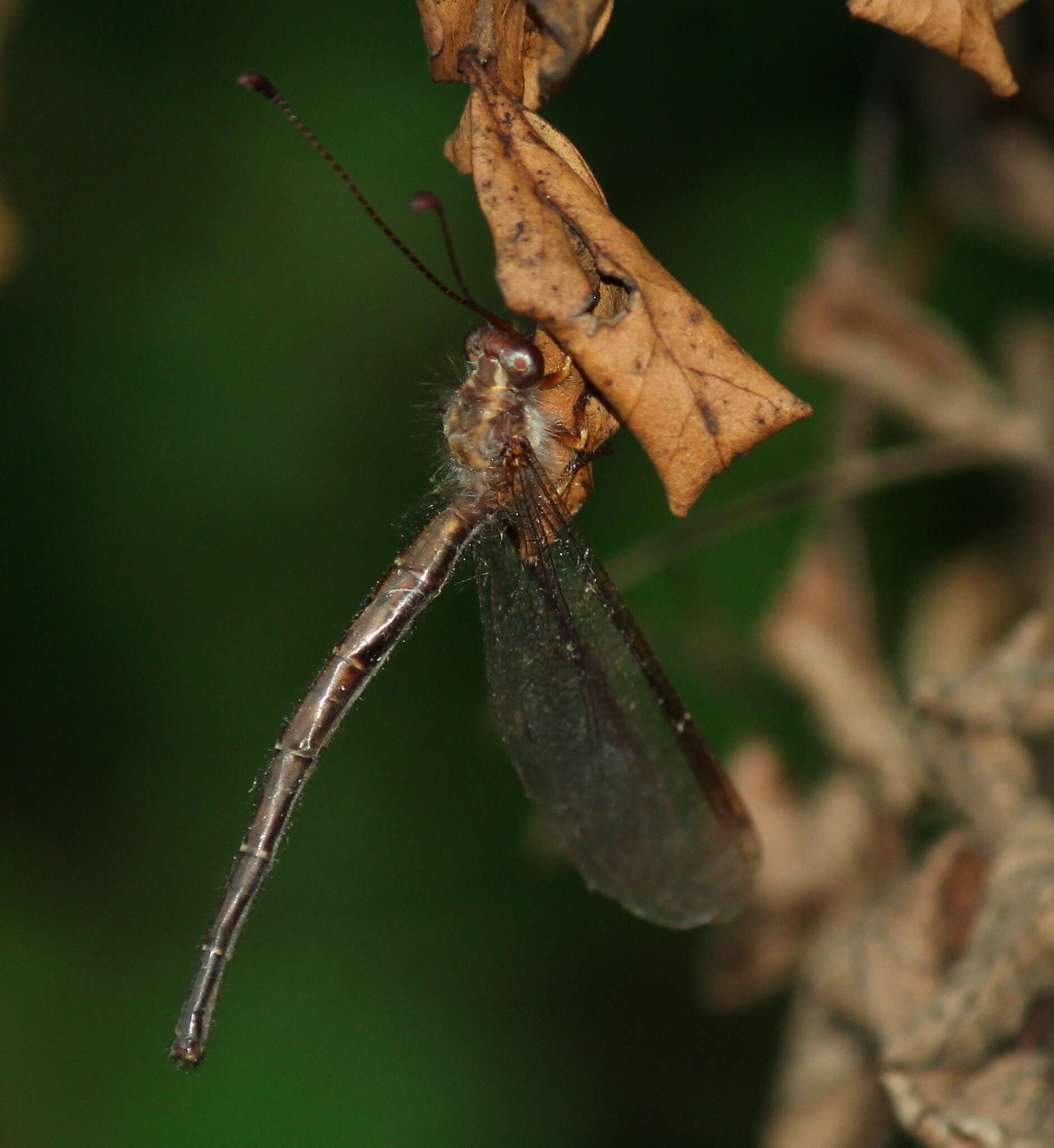 Sivun Ascaloptynx appendiculata (Fabricius 1793) kuva