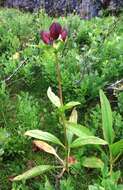 Image of Gentiana purpurea L.