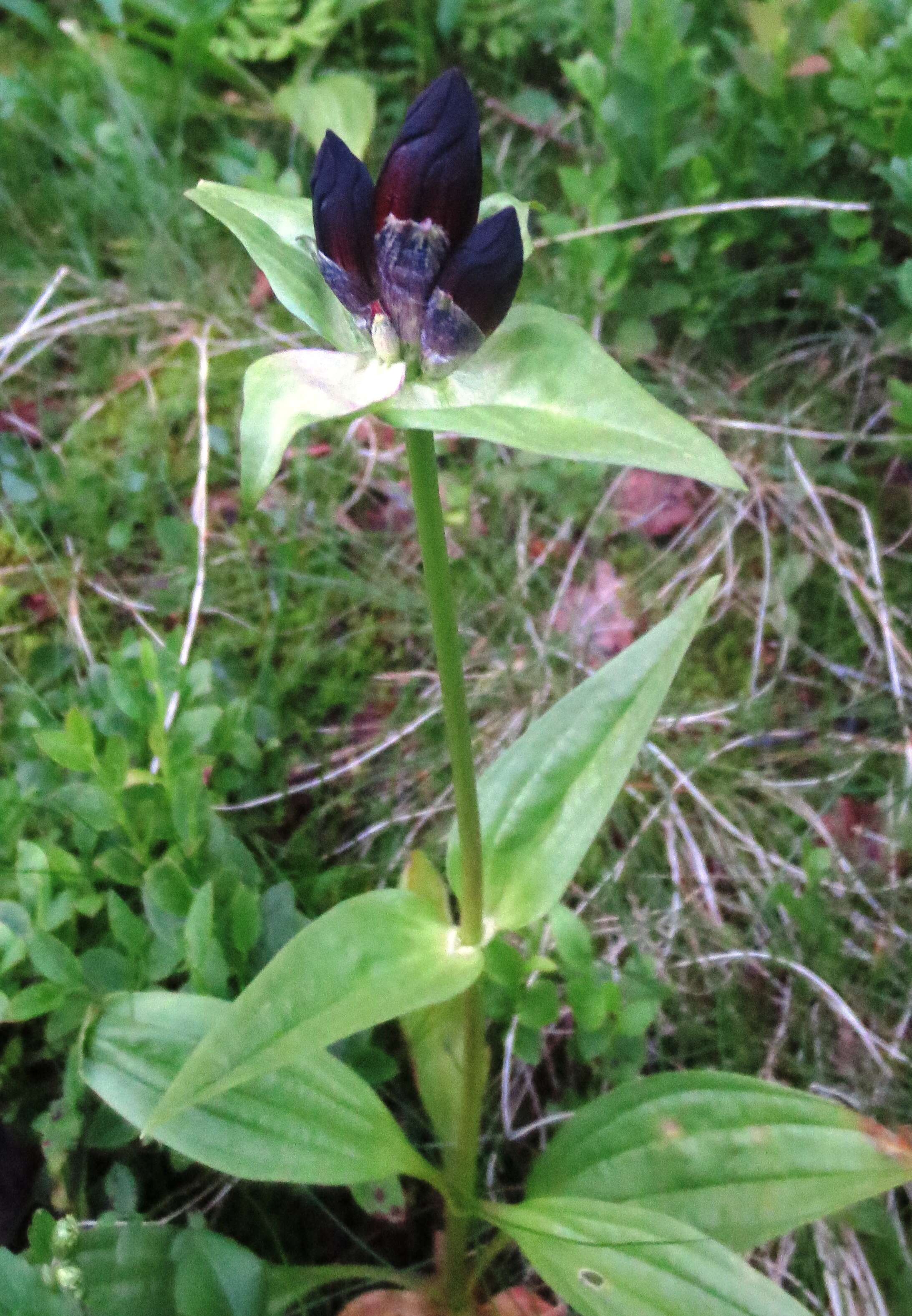 Image de Gentiane Pourpre