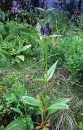 Image of Gentiana purpurea L.