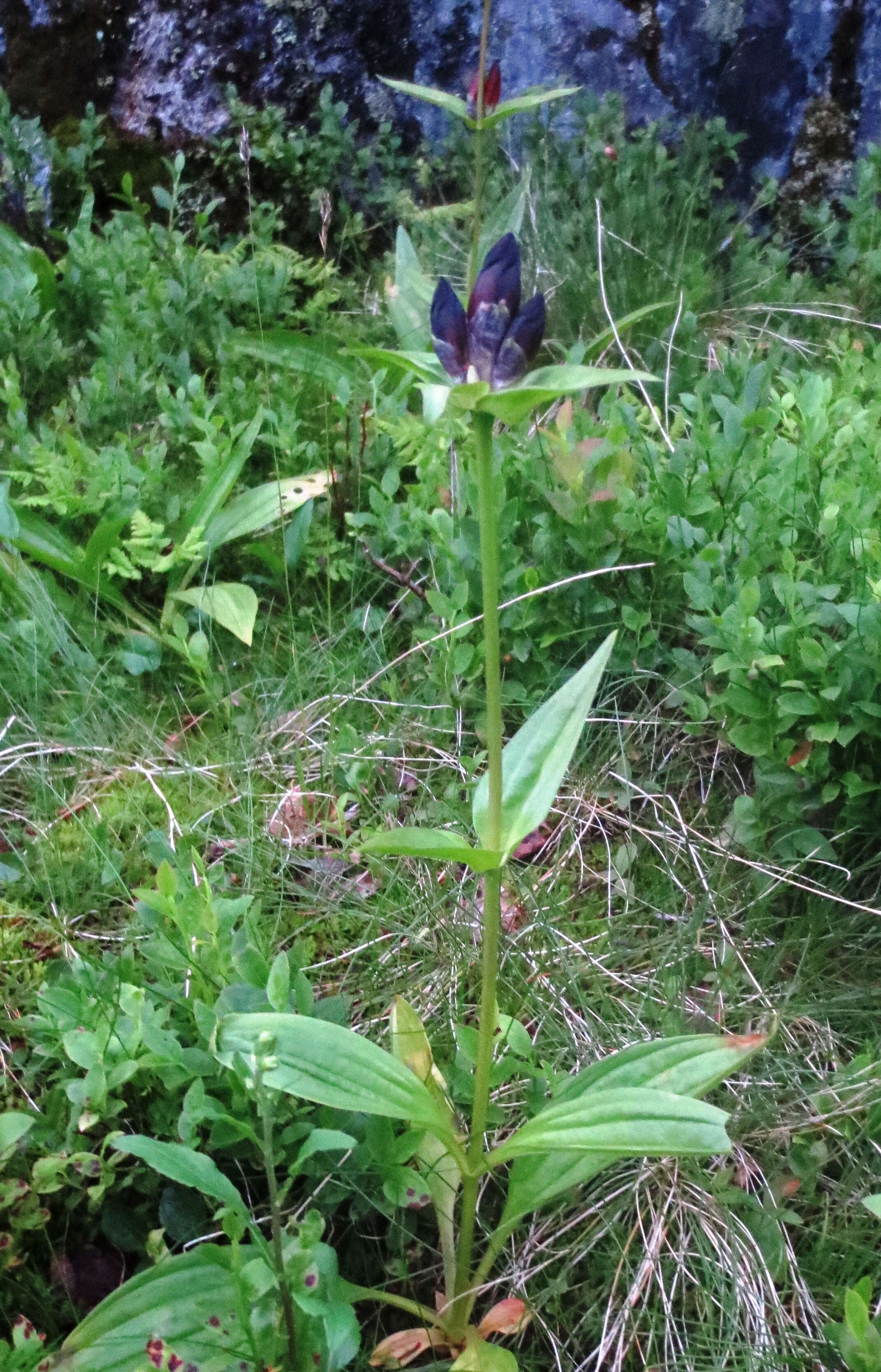 Image of Gentiana purpurea L.