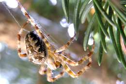 Image of Garden spider