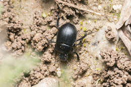 Image of Typhaeus fossor (Waltl 1838)