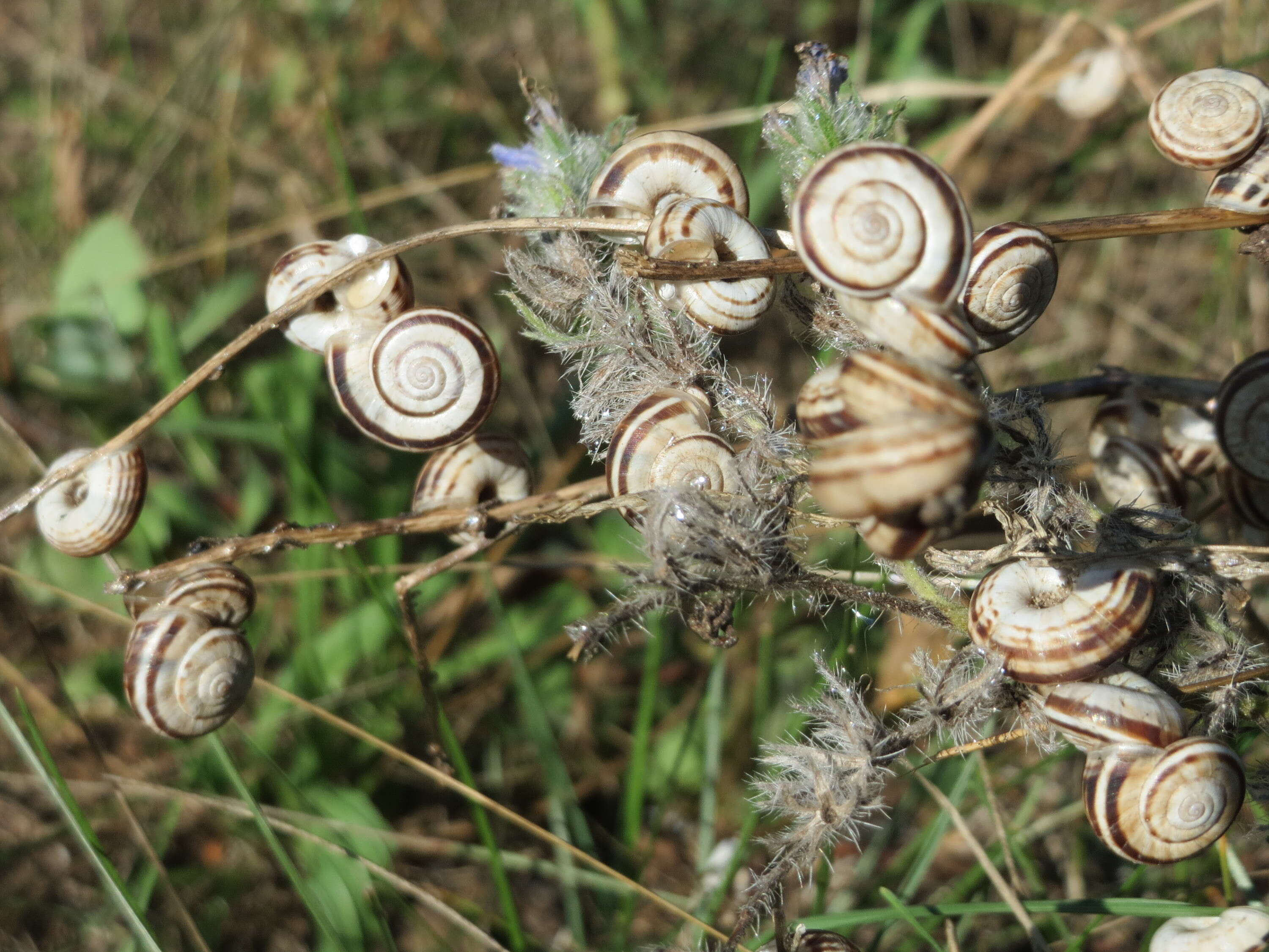 Image of Heath Snail