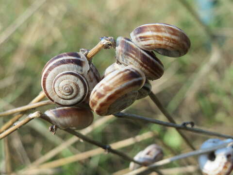 Image of Heath Snail