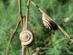 Image of Heath Snail