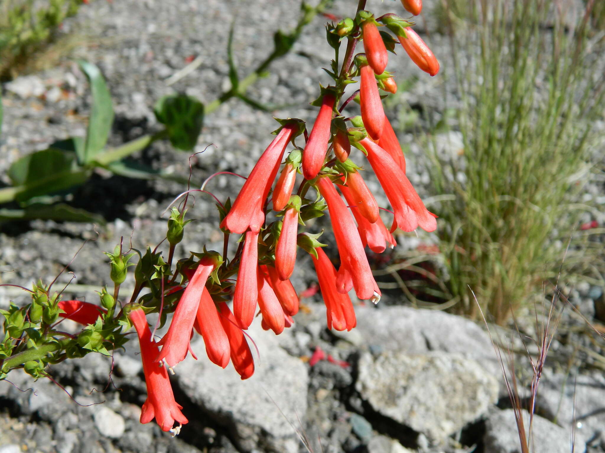 Image of firecracker penstemon