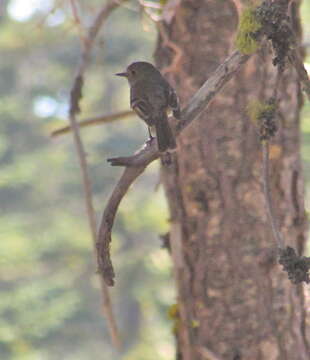 Image of American Dusky Flycatcher