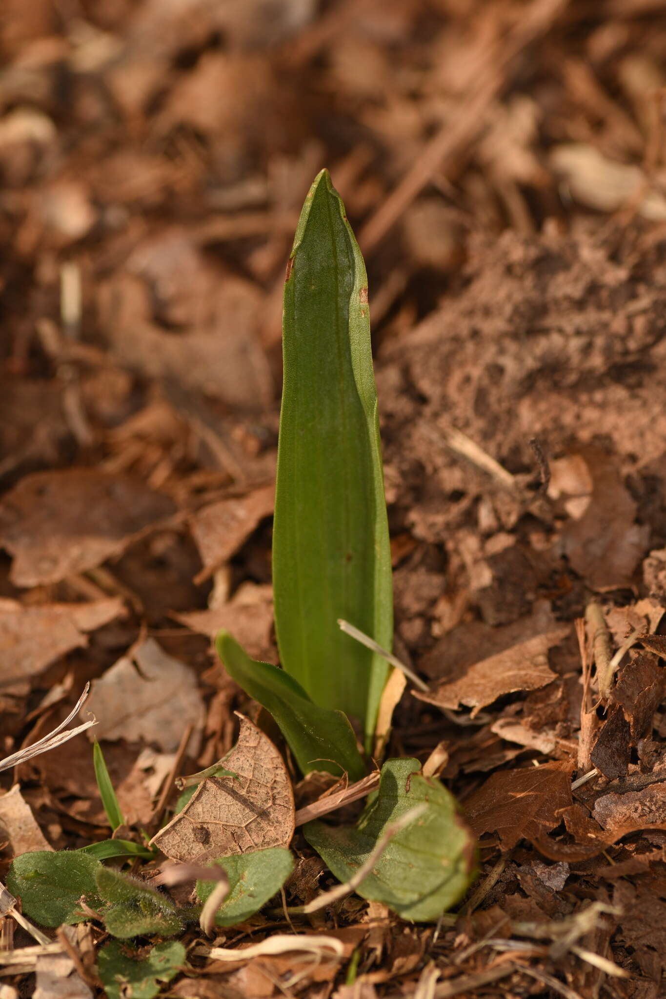 Imagem de Ophioglossum crotalophoroides Walter