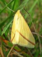 Слика од Rhodometra sacraria Linnaeus 1767