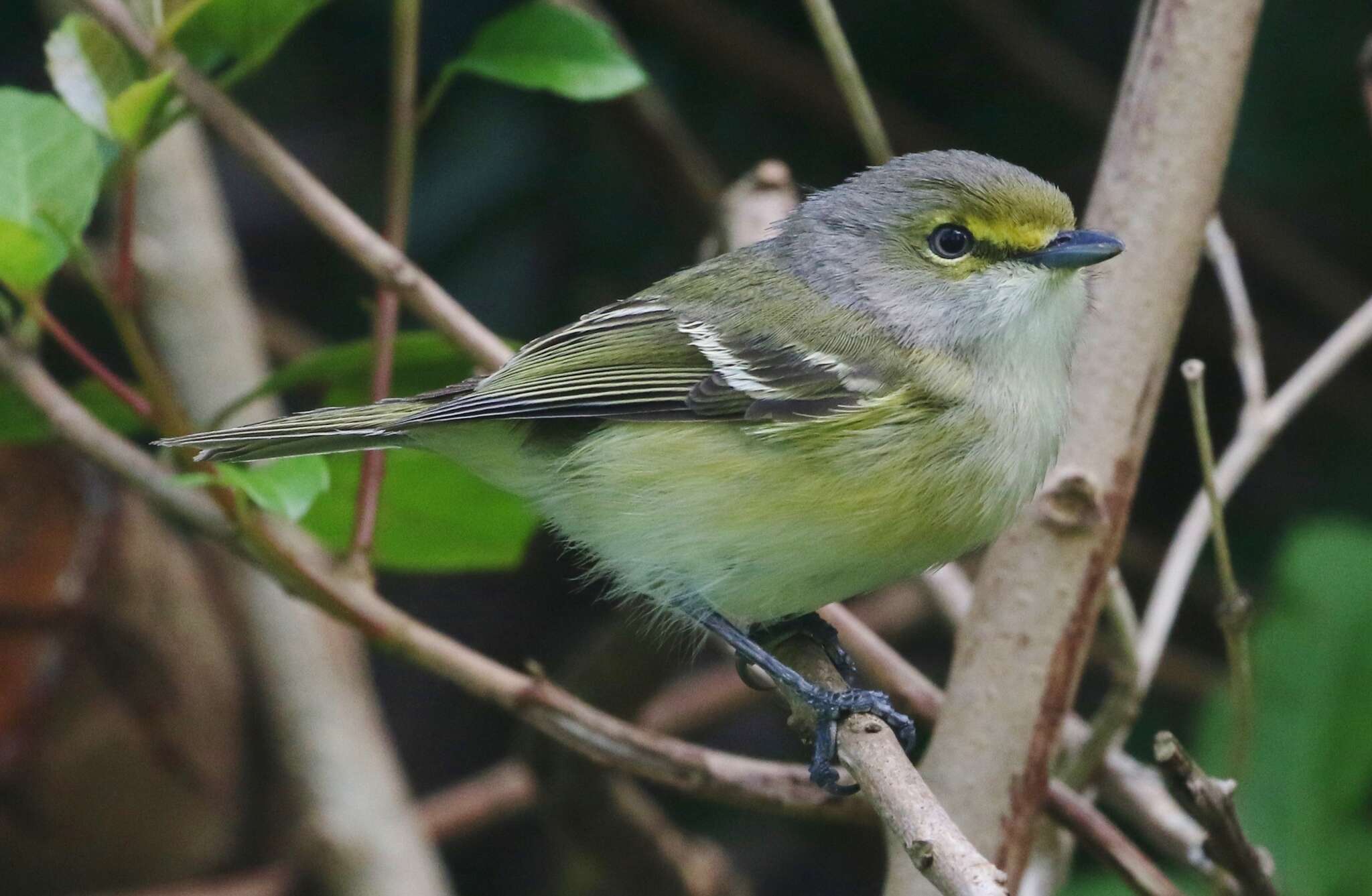 Слика од Vireo griseus bermudianus Bangs & Bradlee 1901