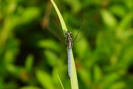 Image of Orthetrum luzonicum (Brauer 1868)