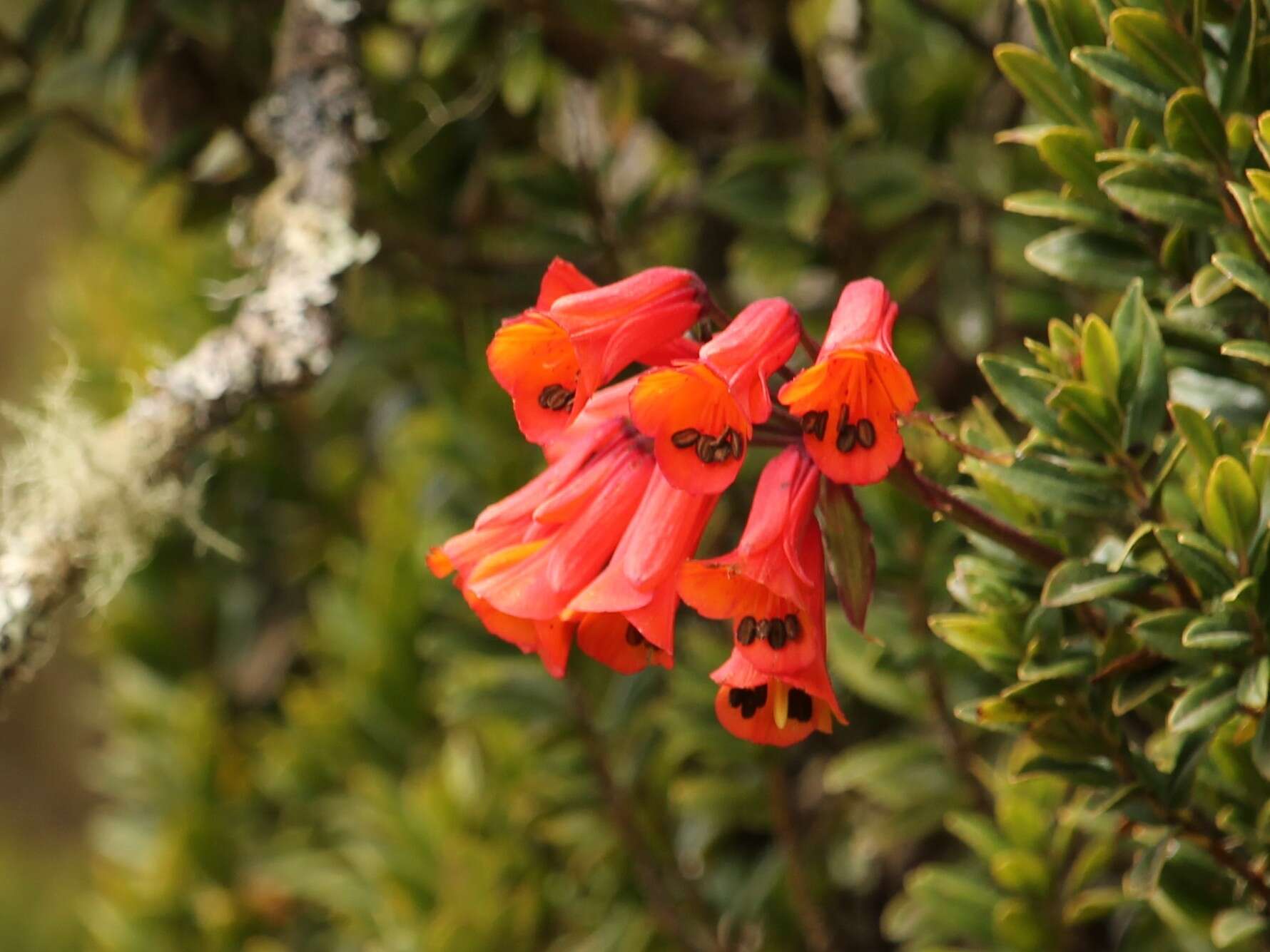 Imagem de Bomarea setacea (Ruiz & Pav.) Herb.