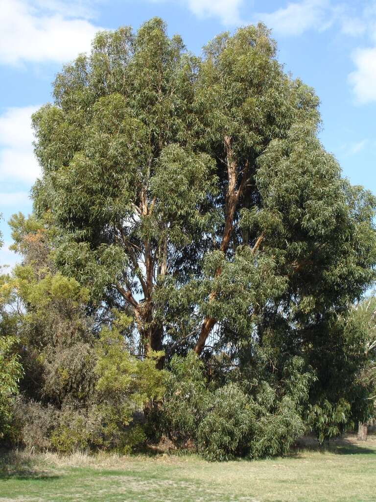 Image of silver-dollar eucalyptus