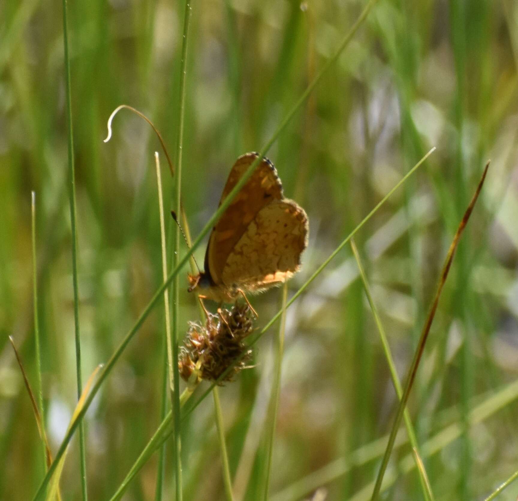 Image of Phyciodes pulchella montana (Behr 1863)