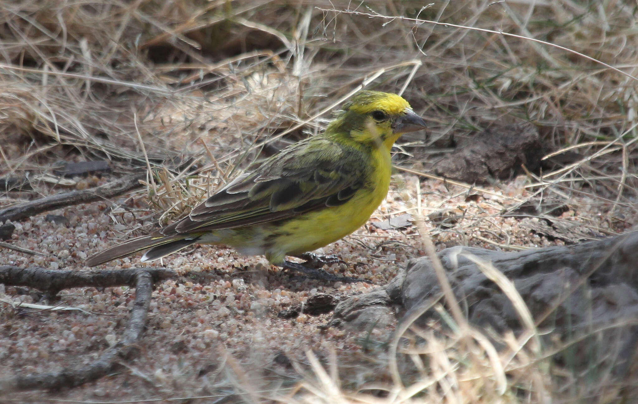 Image of White-bellied Canary