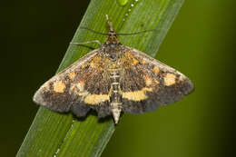 Image of Mint moth