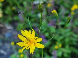 Image of Lapsana communis subsp. intermedia (M. Bieb.) Hayek