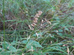 Image of threeflower melicgrass