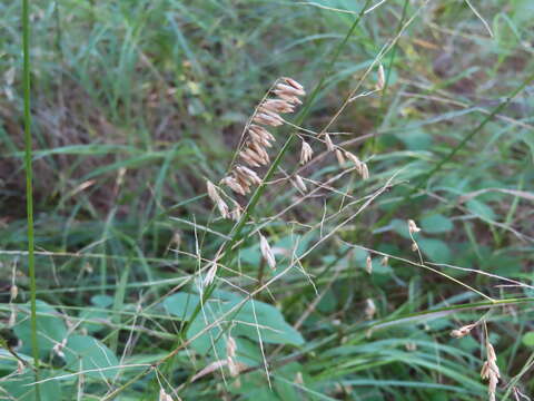 Image of threeflower melicgrass