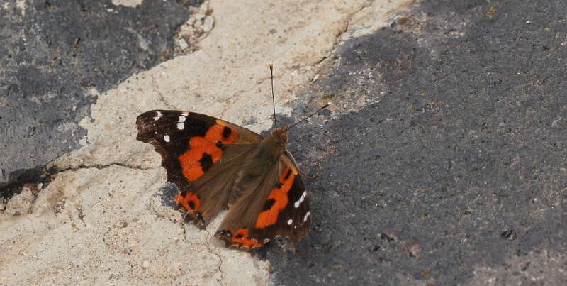 Image of Vanessa vulcania Godart 1819