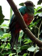 Image de Quetzal doré