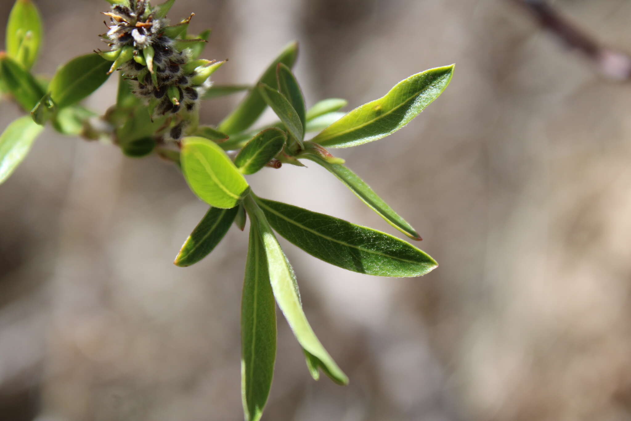 Imagem de Salix irrorata Anderss.