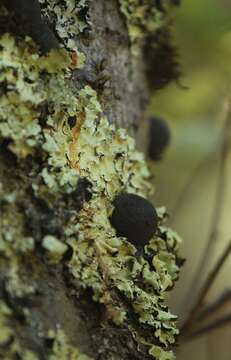 Annulohypoxylon thouarsianum (Lév.) Y. M. Ju, J. D. Rogers & H. M. Hsieh 2005 resmi