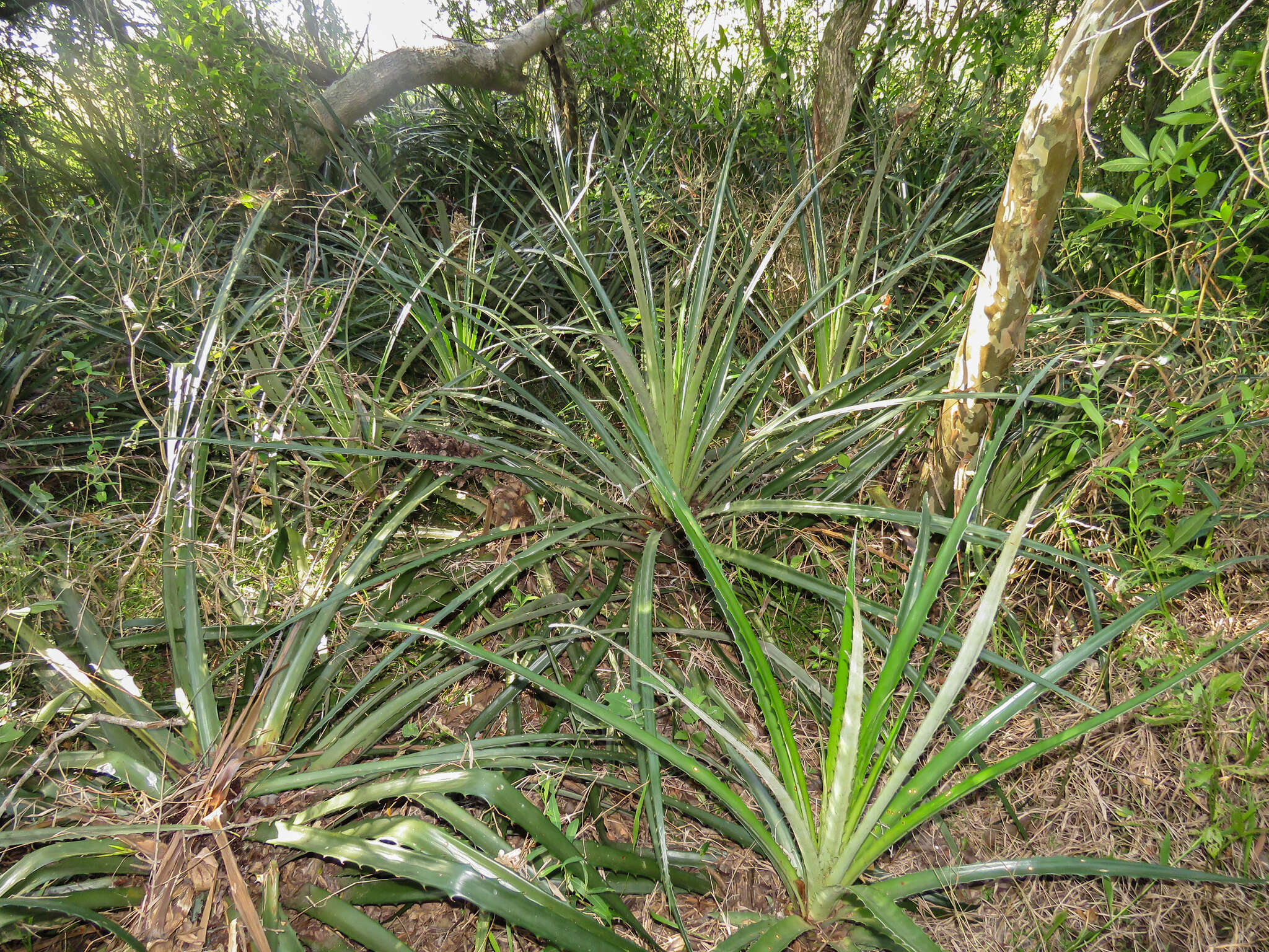 Image of Bromelia balansae Mez