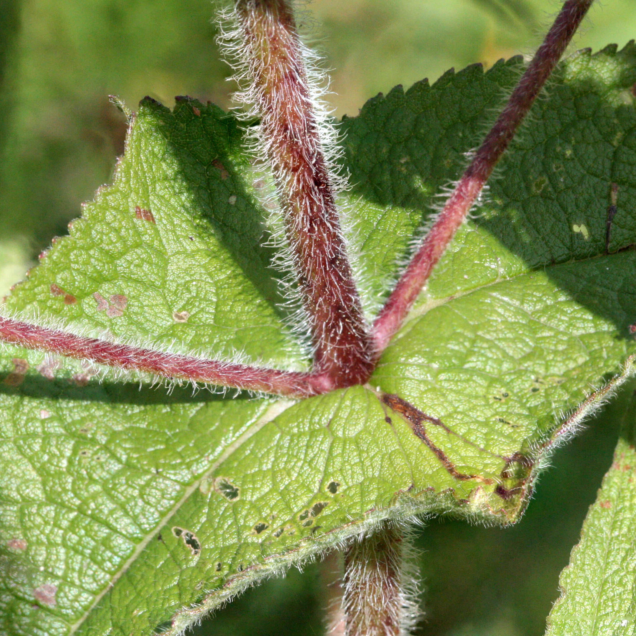 Image of common boneset