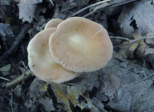 Image of funnel clitocybe