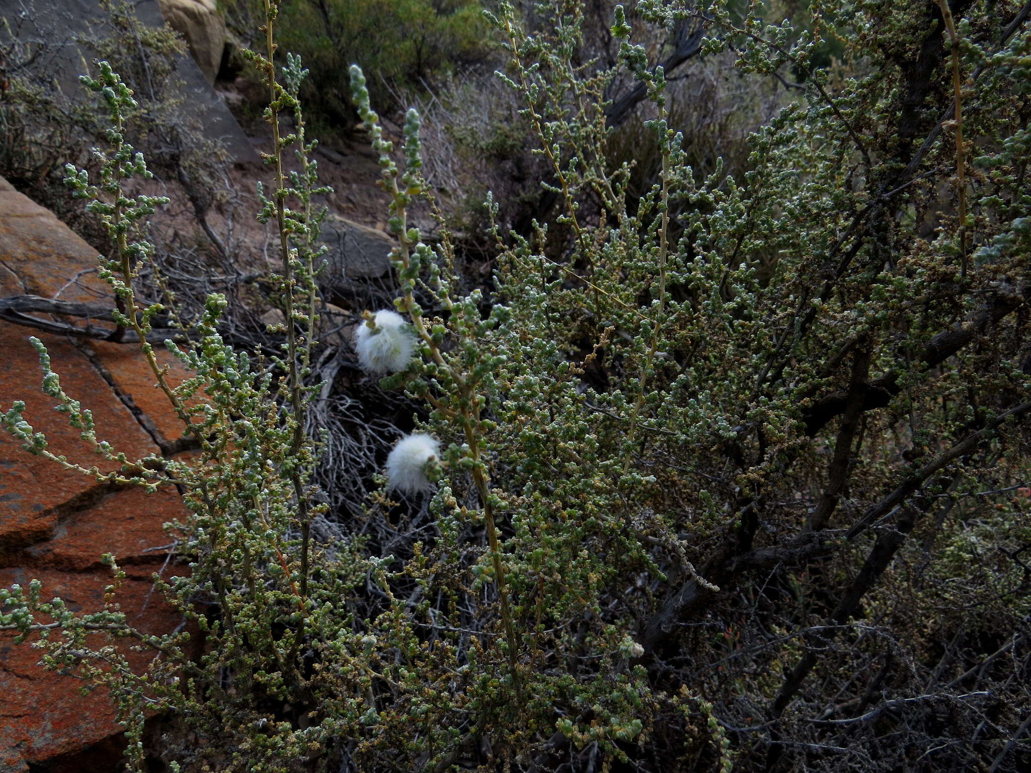 Image of Caroxylon aphyllum (L. fil.) N. N. Tzvelev