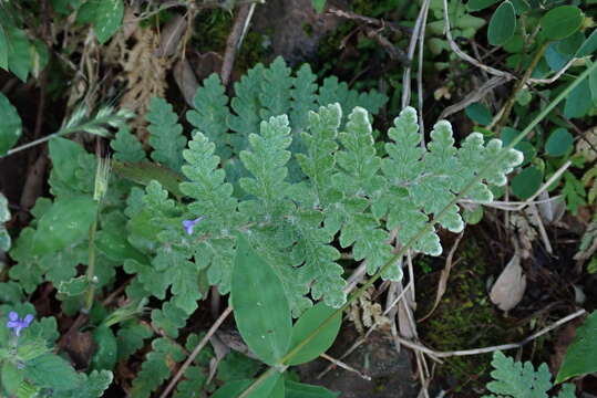 Image de Notholaena brachypus (Kunze) J. Sm.