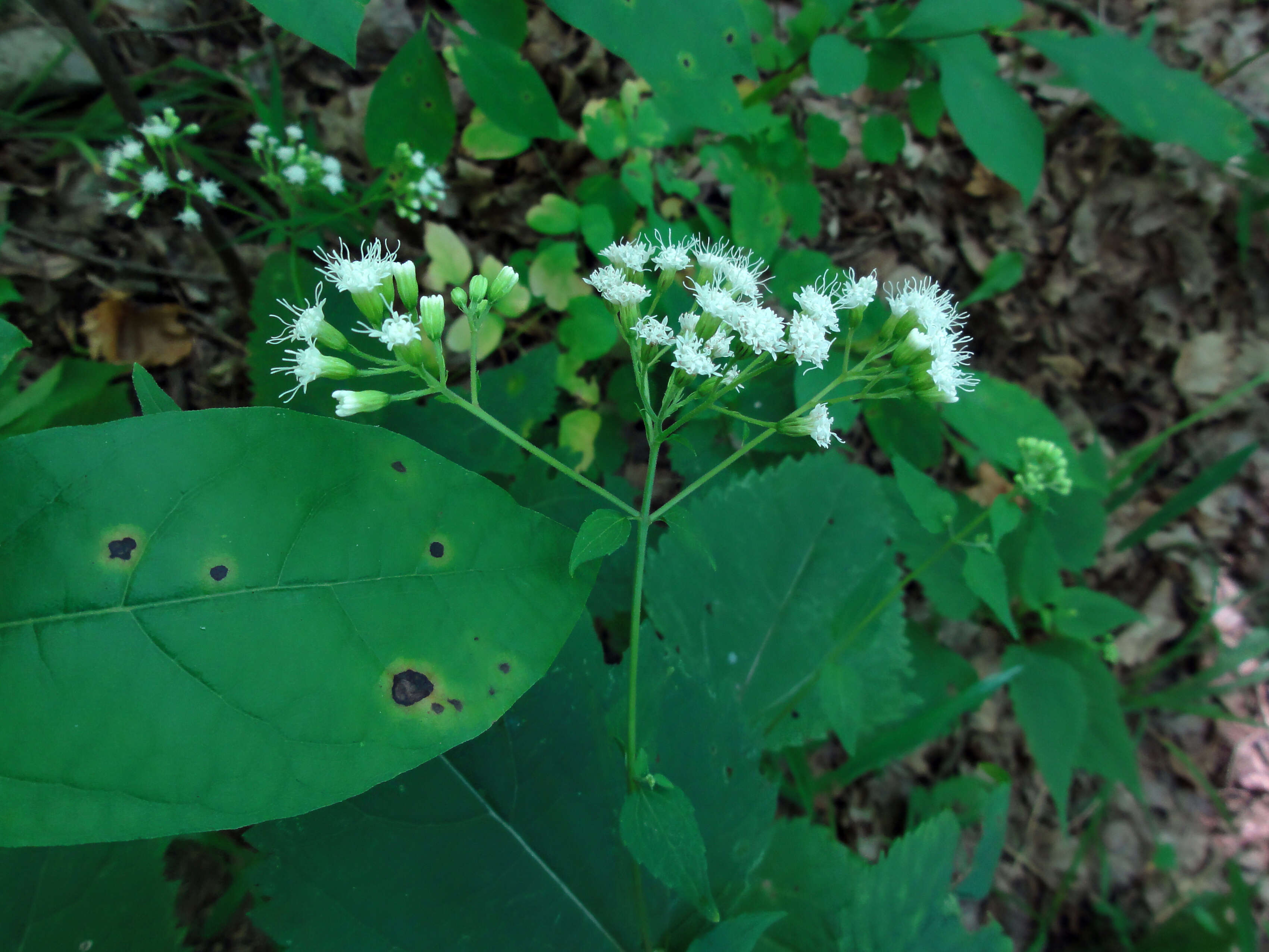 Plancia ëd Ageratina altissima (L.) R. King & H. Rob.