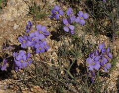 Image of Heliophila trifurca Burch. ex DC.