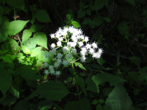 Image of white snakeroot