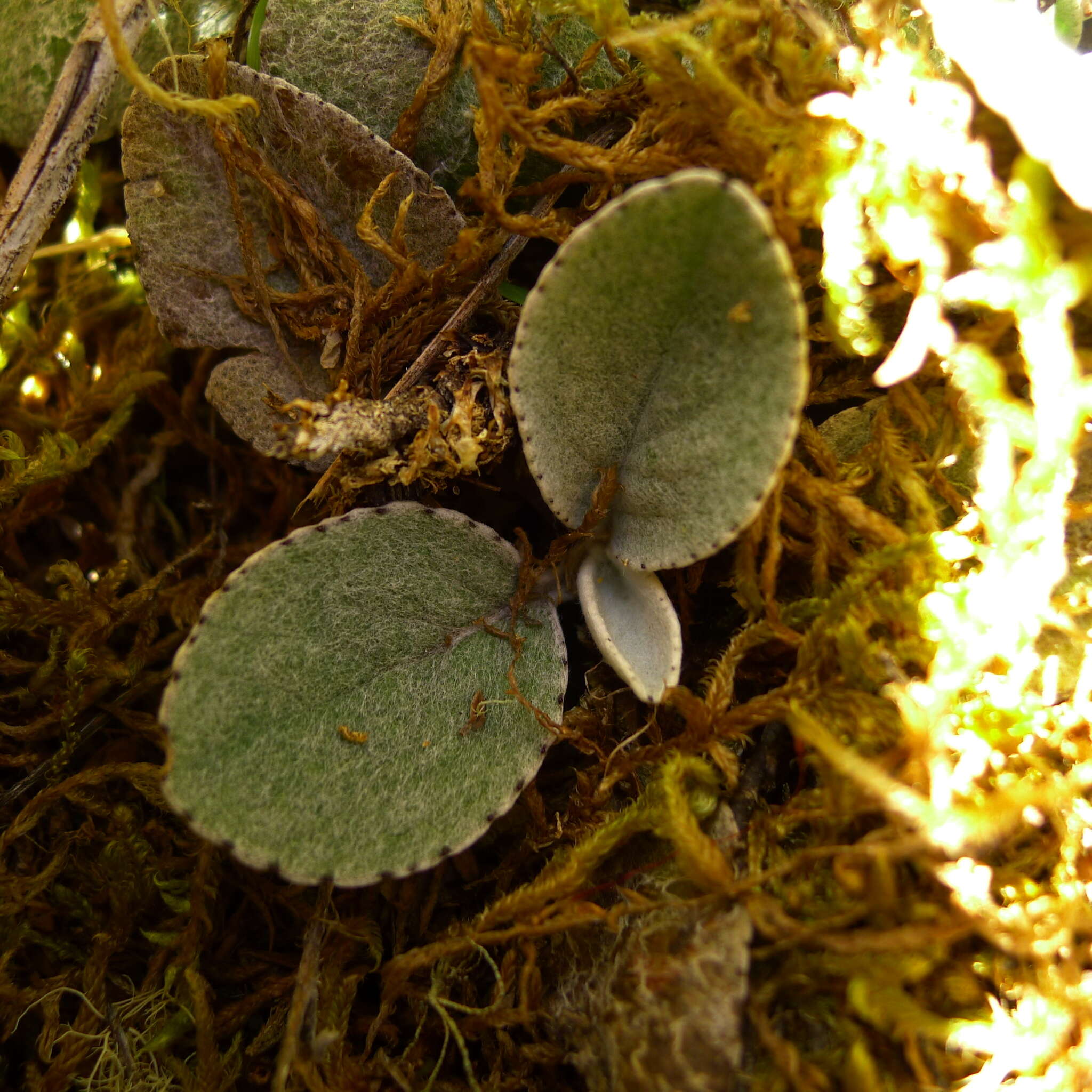 Image of Brachyglottis haastii (Hook. fil.) B. Nord.