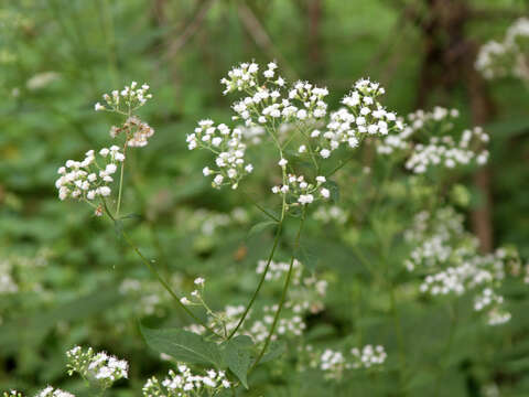 Plancia ëd Ageratina altissima (L.) R. King & H. Rob.