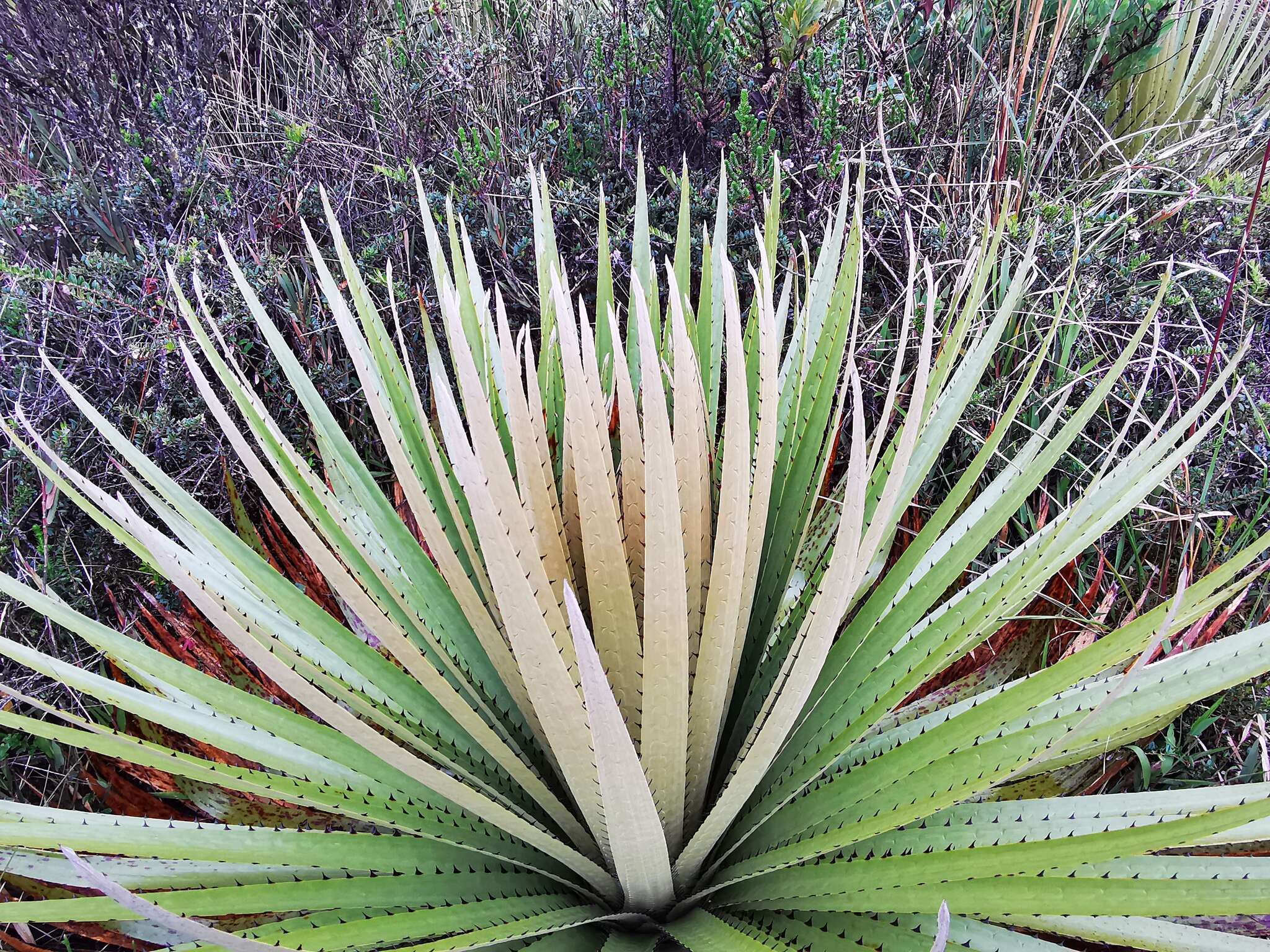 Puya goudotiana Mez的圖片