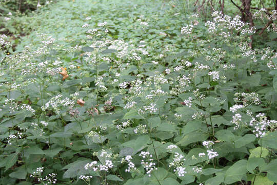 Plancia ëd Ageratina altissima (L.) R. King & H. Rob.