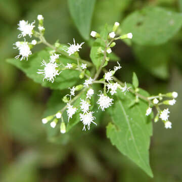 Image of white snakeroot