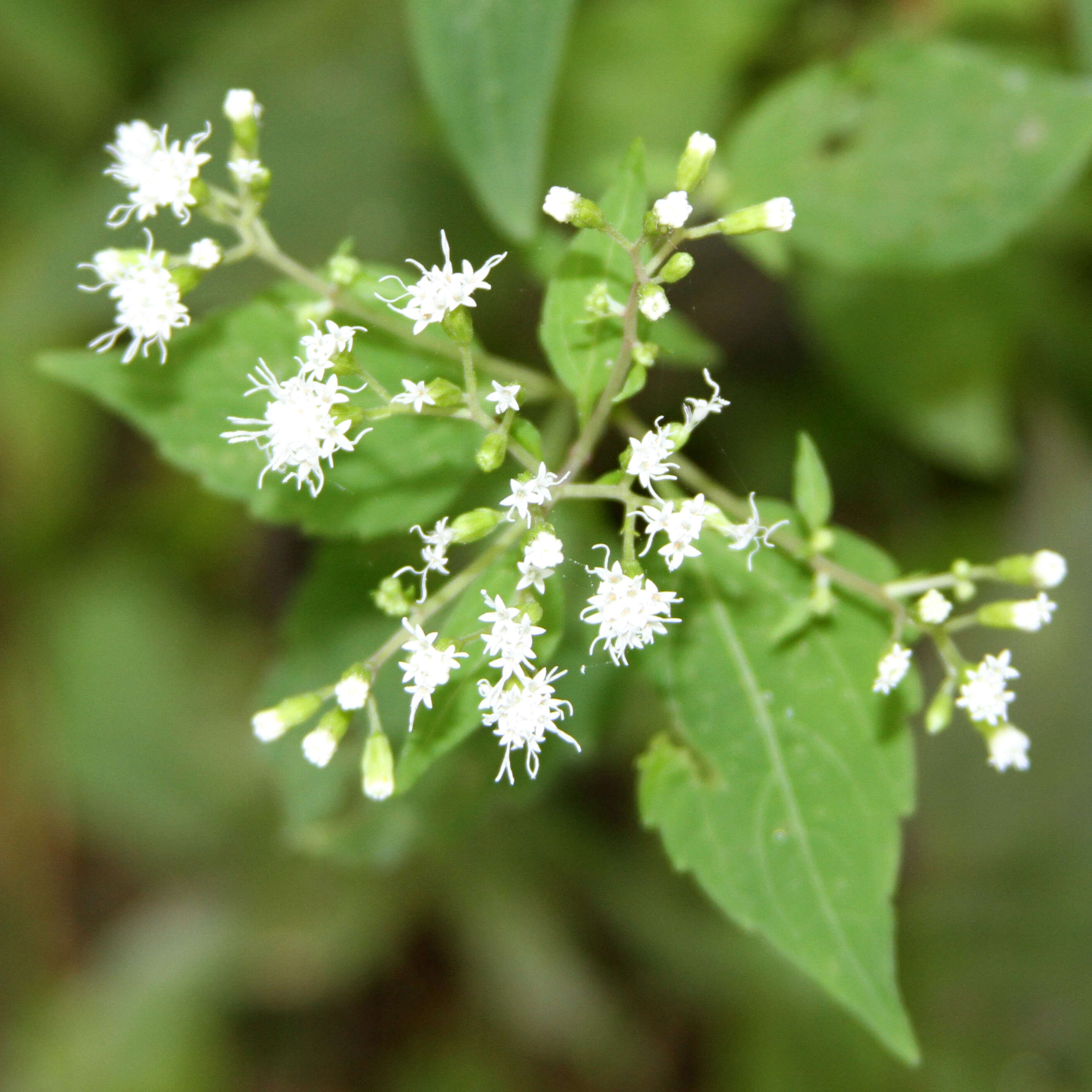 Imagem de Ageratina altissima (L.) R. King & H. Rob.